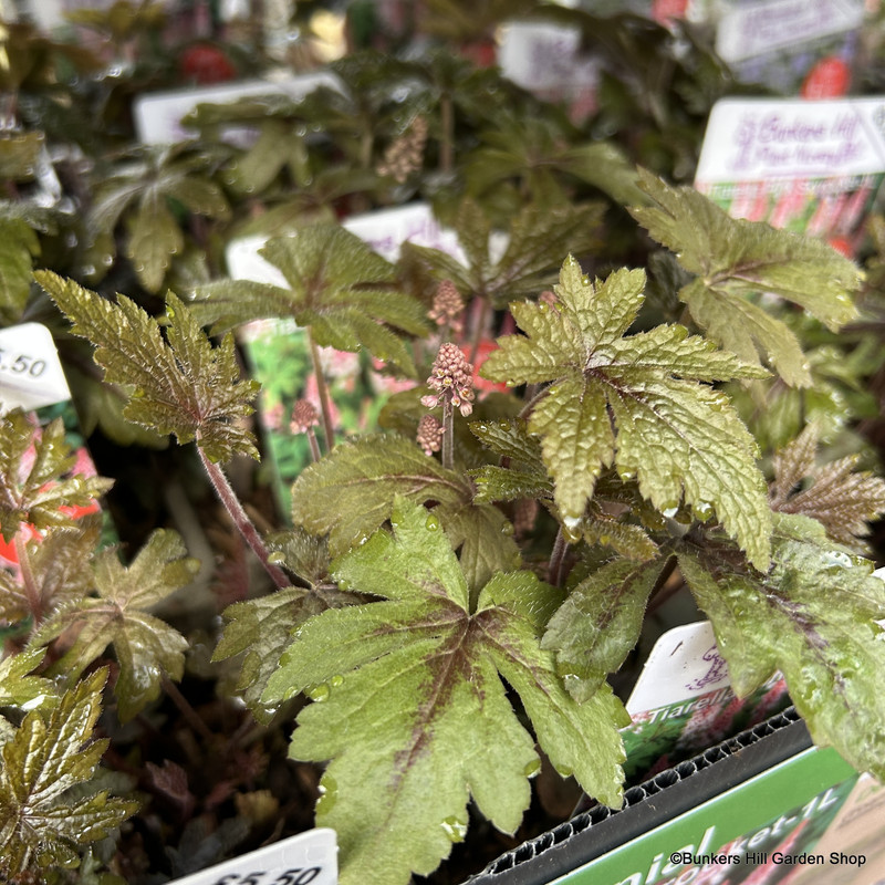 Tiarella 'Pink Skyrocket' 1ltr