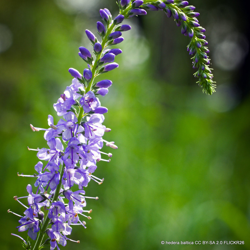 Veronica longifolia 'First Glory' 1ltr