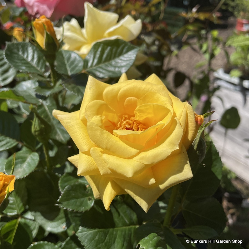 Honeybunch - Patio Rose (potted)