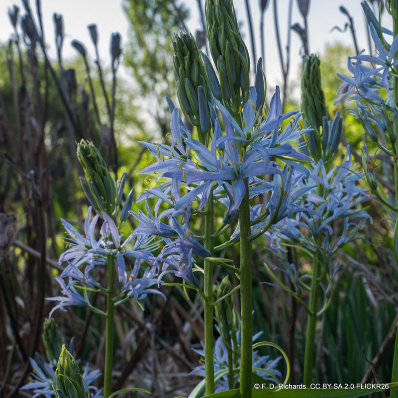 Camassia cusickii 1ltr pot