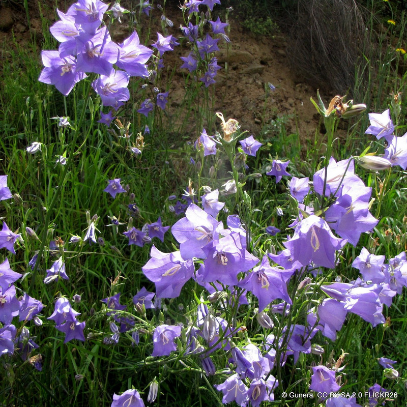 Campanula persicifolia 1ltr pot