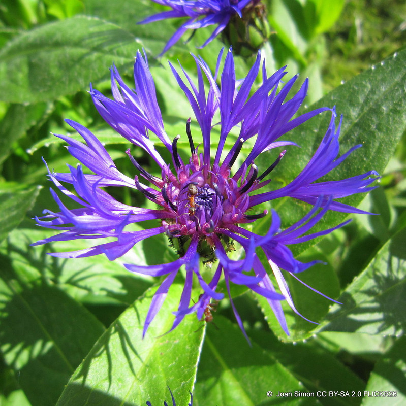 Centaurea montana 'Amethyst Dream' (Cornflower) 1ltr pot