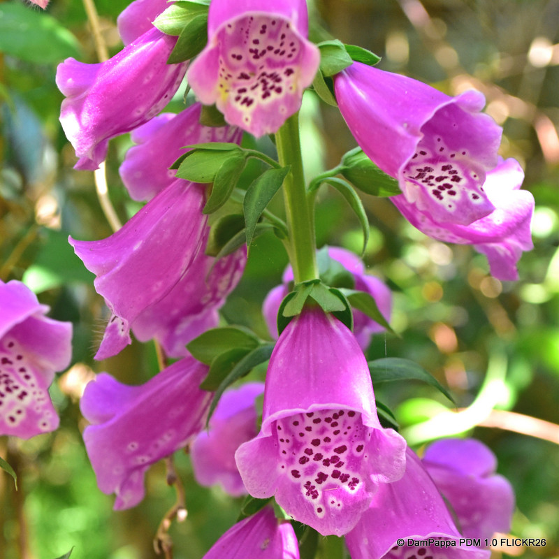 Digitalis purpurea ‘Camelot Rose’ (Foxglove) 1ltr