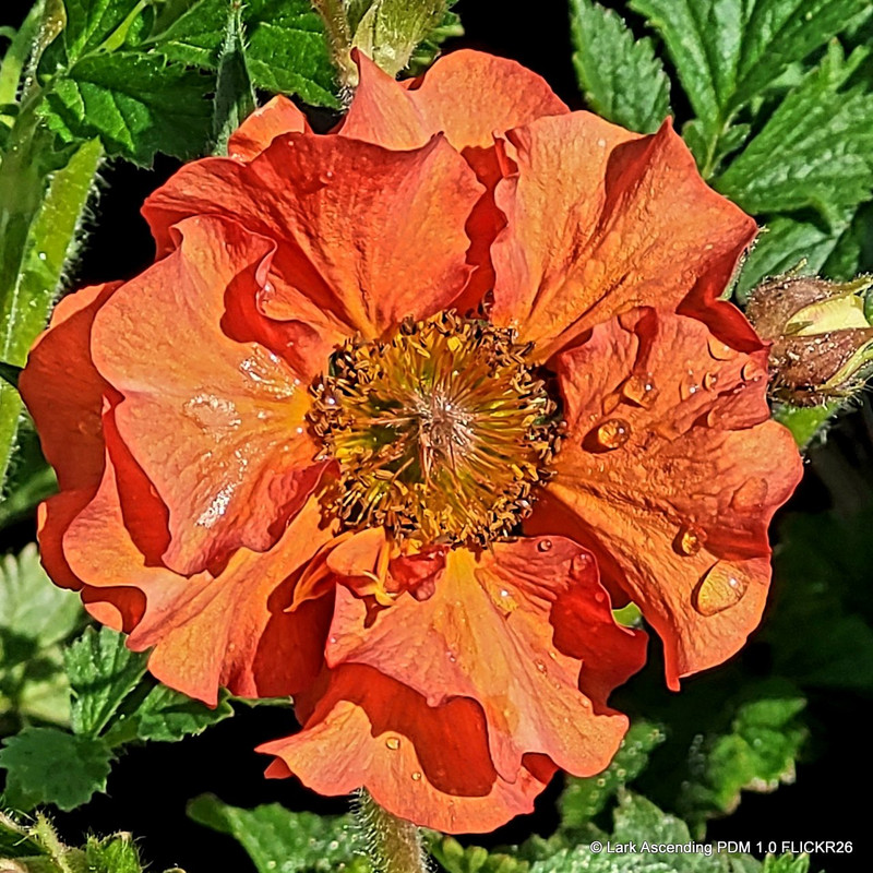 Geum ‘Tempo Orange’ 1ltr