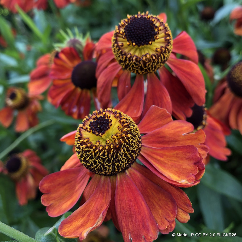 Helenium 'Moerheim Beauty' 1ltr pot