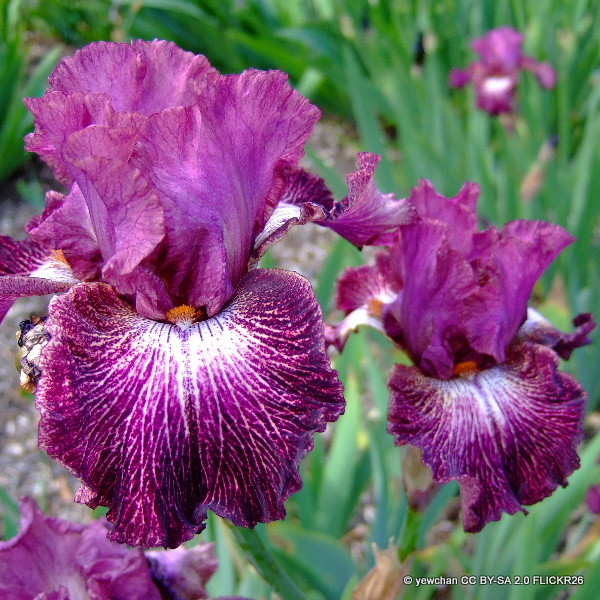 Iris 'Imperator' 1ltr