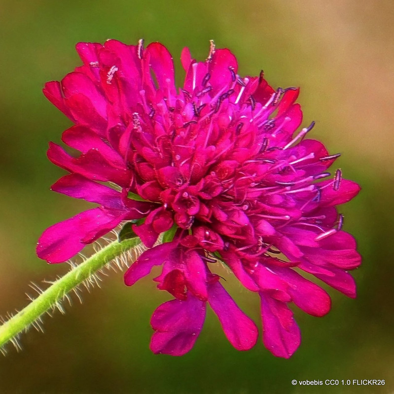 Knautia macedonica 'Melton Pastels' 1ltr pot