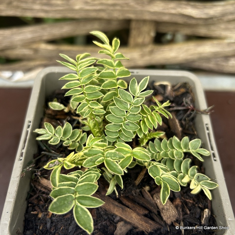 Polemonium caeruleum Brise d'Anjou -1L