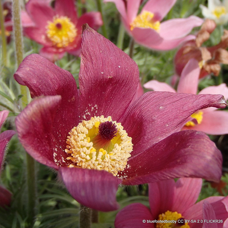 Pulsatilla vulgaris rubra 1ltr