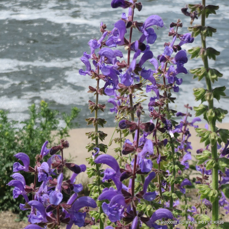 Salvia pratensis 'Twilight Serenade'-1L