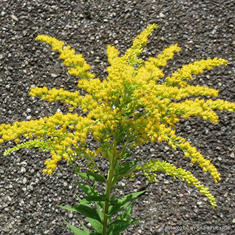 Solidago 'Yellow Stone' 1ltr