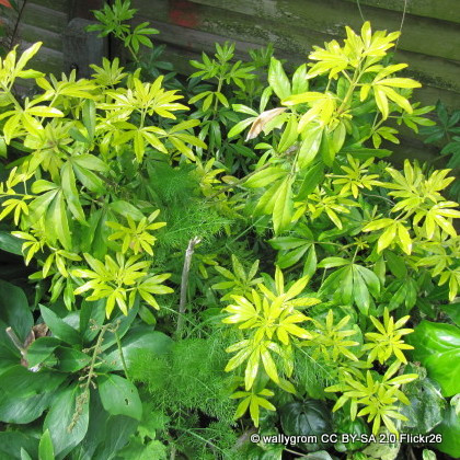 Choisya 'Goldfingers'
