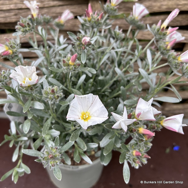 Convolvulus cneorum (Silverbush) 2ltr