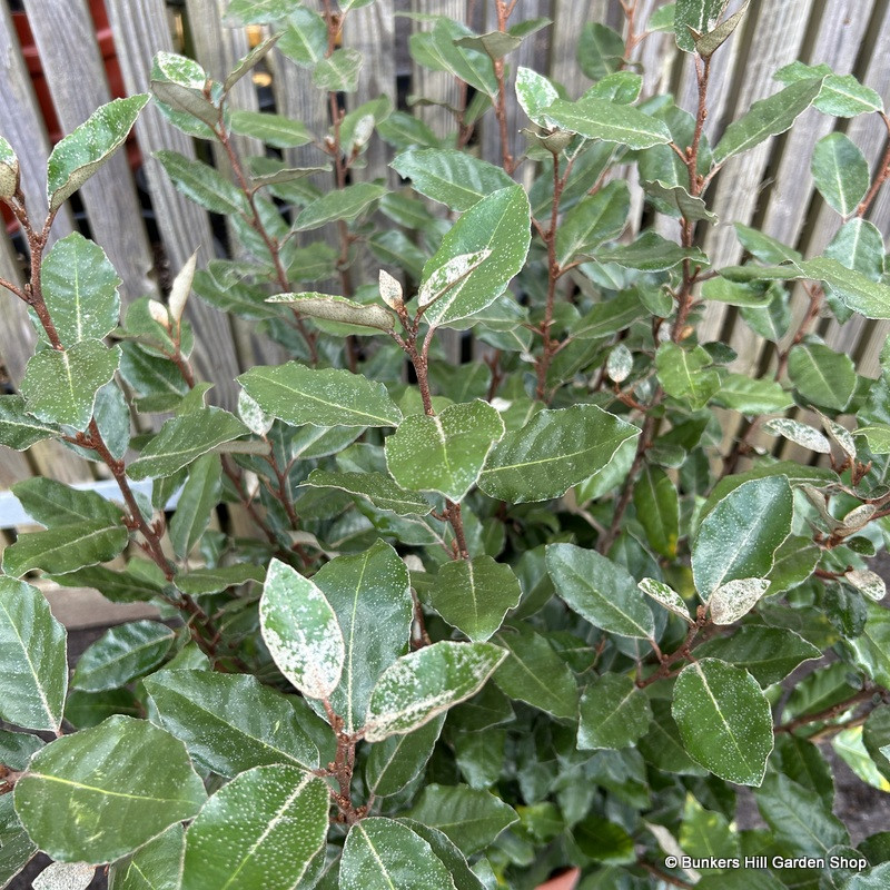 Elaeagnus ebb. 'Compacta' 2L