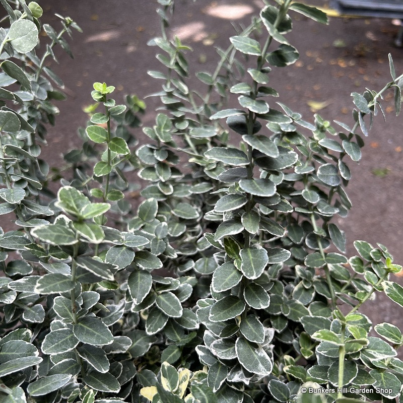 Euonymus fortunei 'Emerald Gaiety' - 2ltr