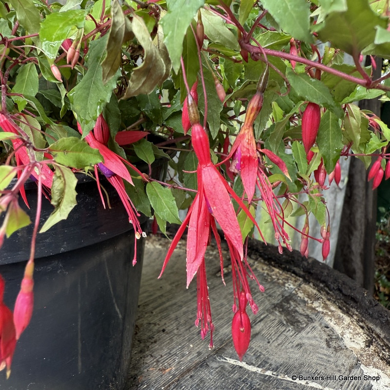 Fuchsia 'Riccartonii' (3ltr)