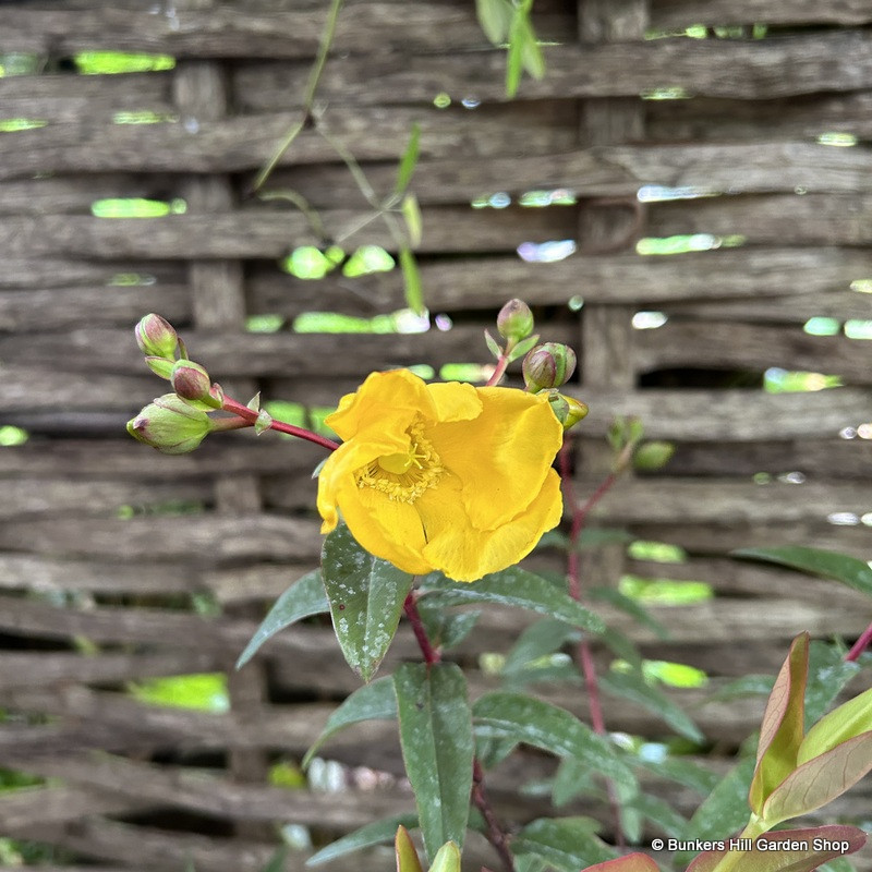 Hypericum 'Hidcote'