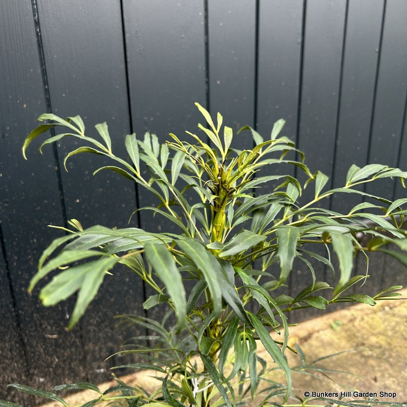 Mahonia eurybracteata 'Sweet Winter' 4L