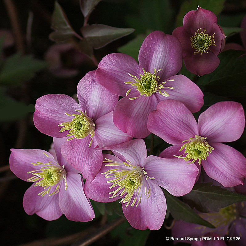 Clematis montana 'Rubens' 1.7L