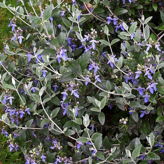 Teucrium 'Indigo' 2L