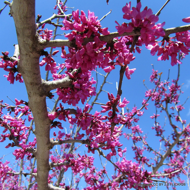 Cercis can. 'Forest Pansy' 60-80cm