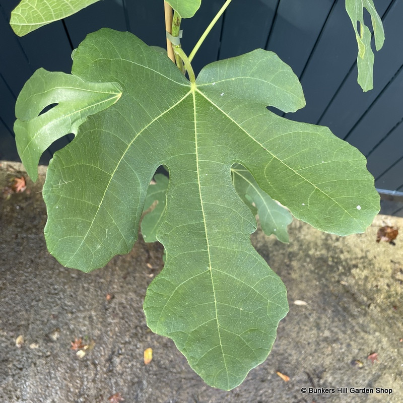 Ficus carica 'Brown Turkey' (Fig) - 10ltr