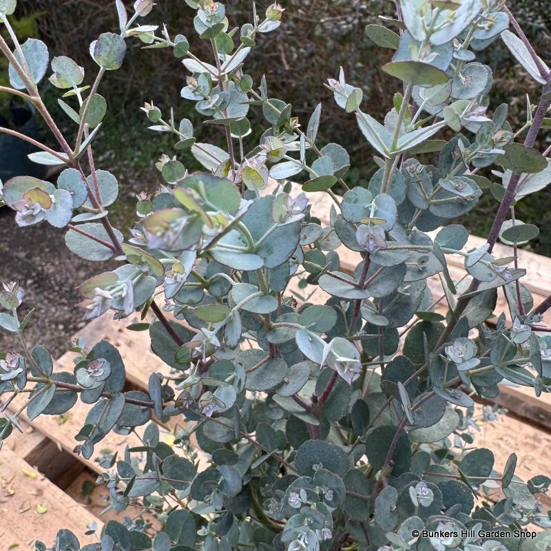 Eucalyptus gunnii 200-250cm