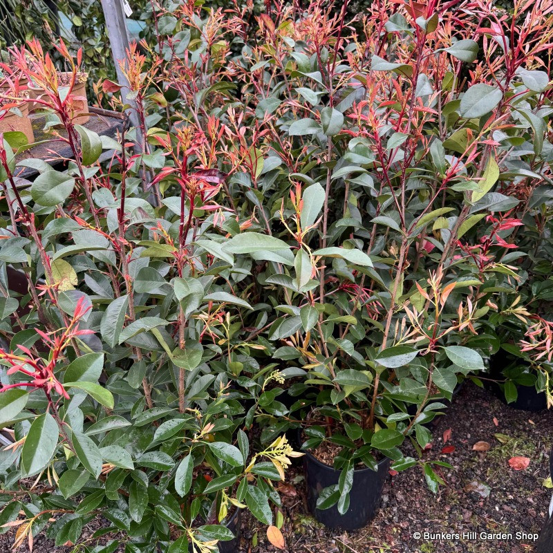 Photinia 'Red Robin' 1.8m trellis (20ltr)