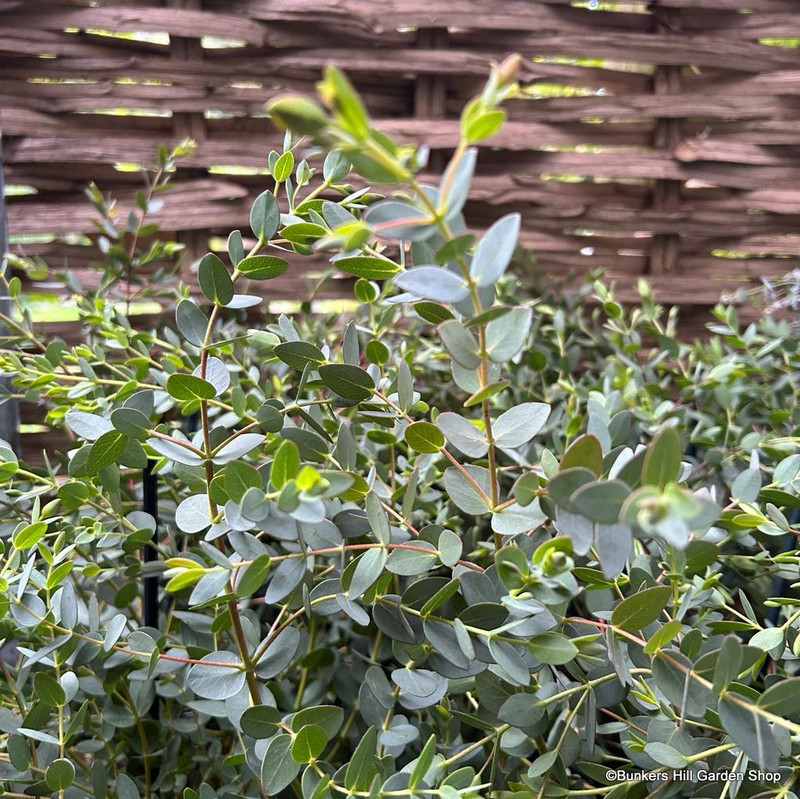 Eucalyptus Parvifolia 1.75-2m (35L)