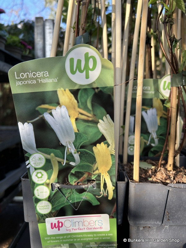 Lonicera 'Halliana' (Honeysuckle)- 1.5 metre trellis