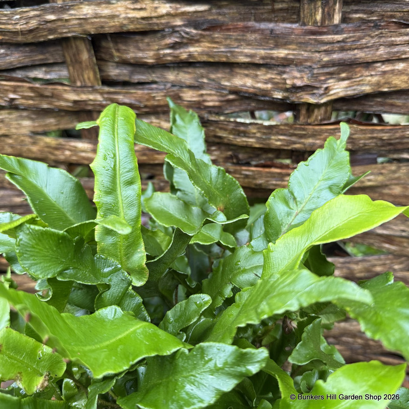 Asplenium scolopendrium 7.5L