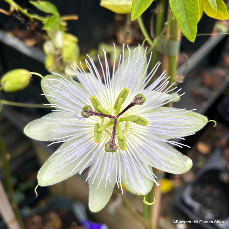 Passiflora 'Snow Queen' sq