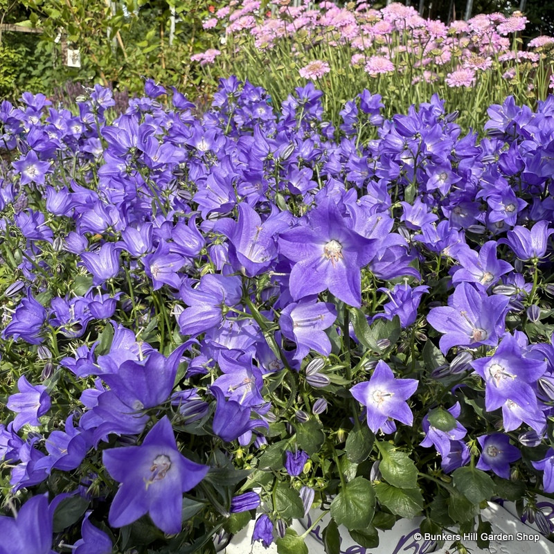 Campanula 'Spring Bell Blue'