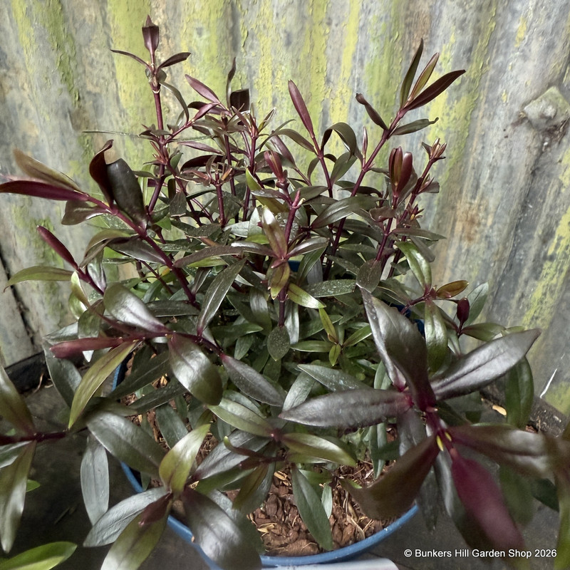 Hebe 'Dark Knight' 2L