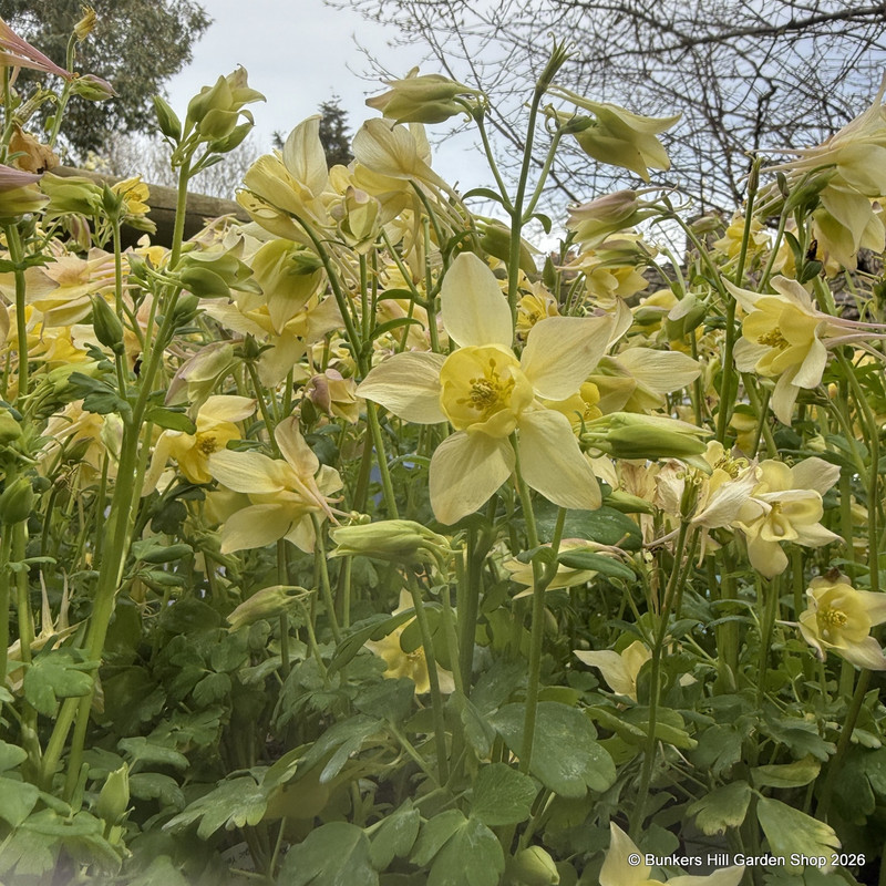 Aquilegia caerulea 'Spring Magic Mix'
