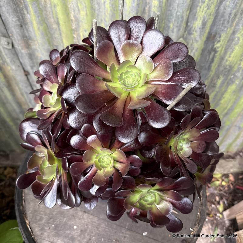 Aeonium arboreum Velours atropurpureum (Succulent) INSTANT