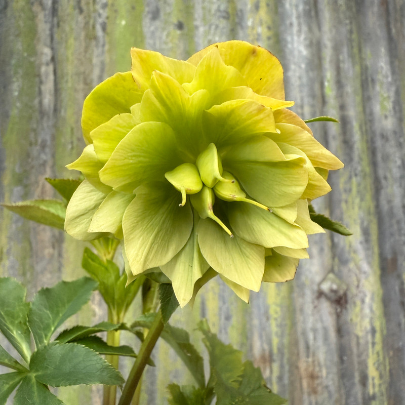 Helleborus hybridus 'Double Green' 1ltr