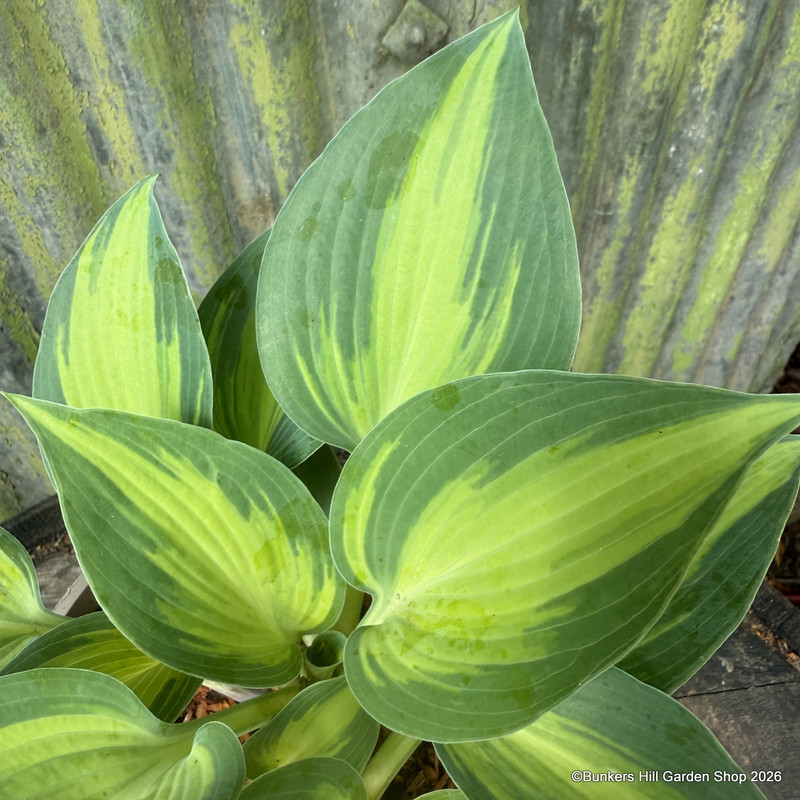 Hosta 'Touch of Class' 2L