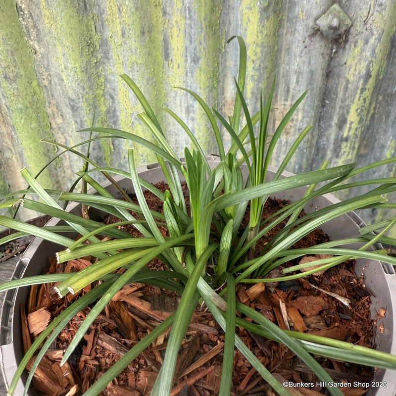 Liriope spicata 2L