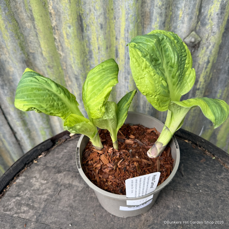 Hosta 'Carnival' 2L
