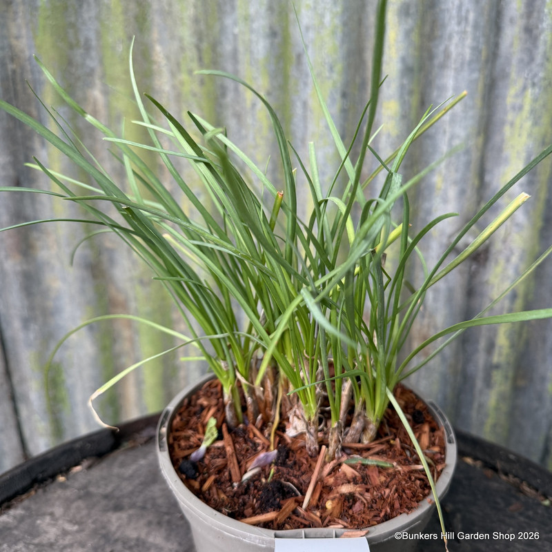Tulbaghia violacea alba 2L