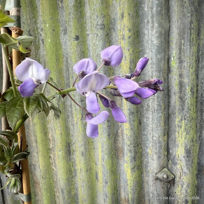 Wisteria brachybotrys 'Grande Diva Barbara' 3L