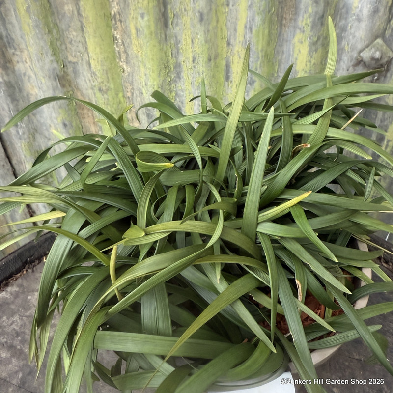 Ophiopogon planiscapus 3L