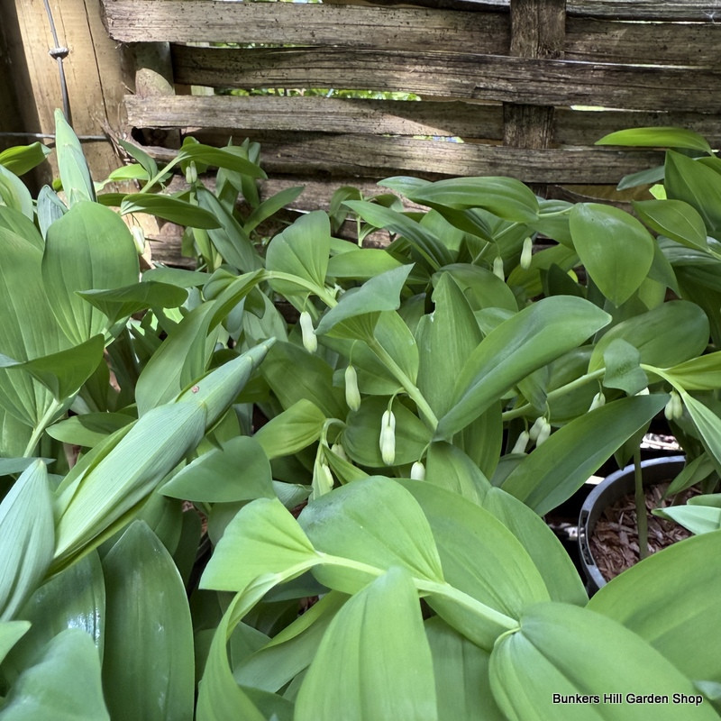 Polygonatum bilflorum