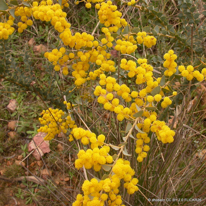 Acacia pravissima 2L