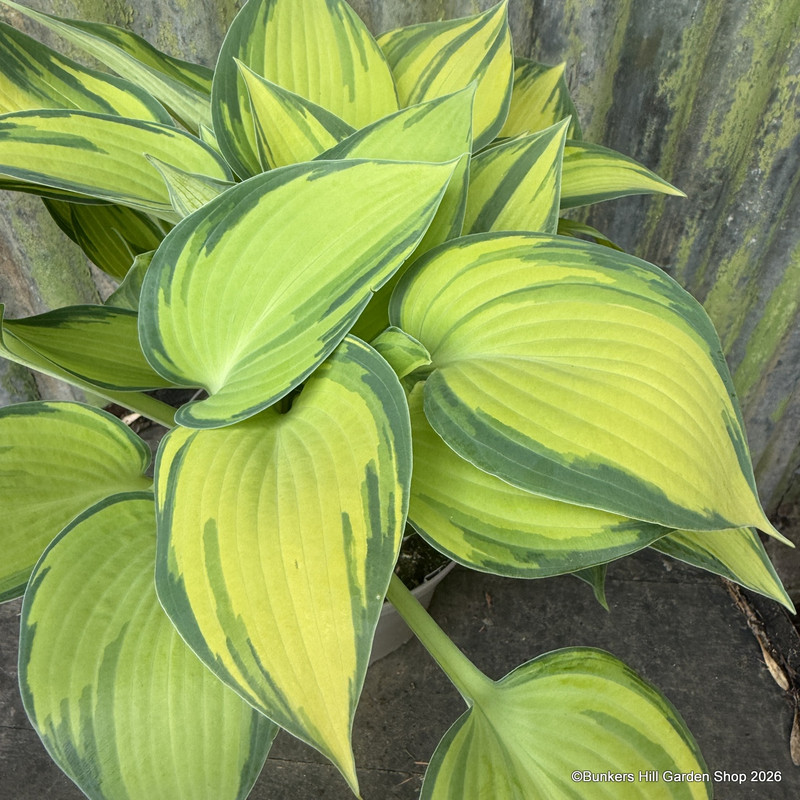 Hosta 'June'