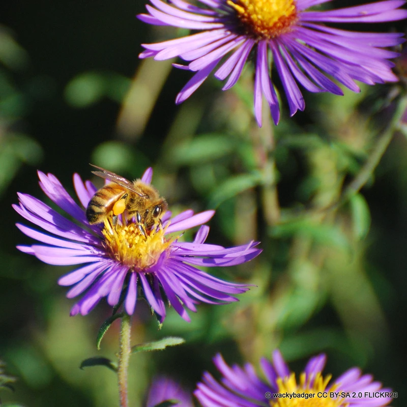 Aster novae-angliae 'Dark Purple' 1ltr pot
