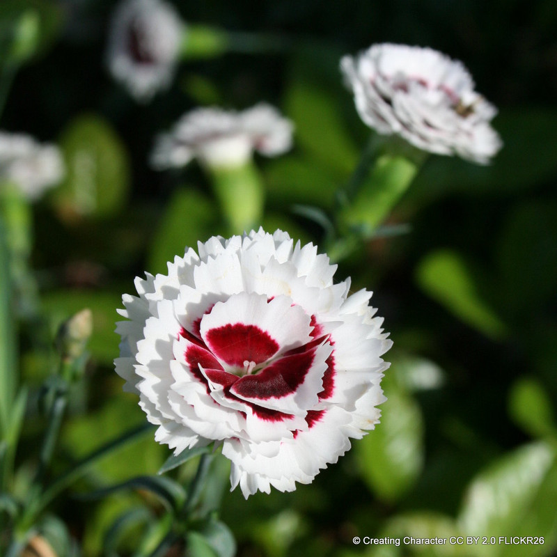 Dianthus 'Whetmans Star' Stargazer
