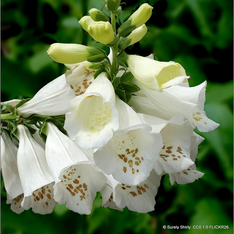 Digitalis purpurea ‘Camelot Cream’ (Foxglove) 1ltr