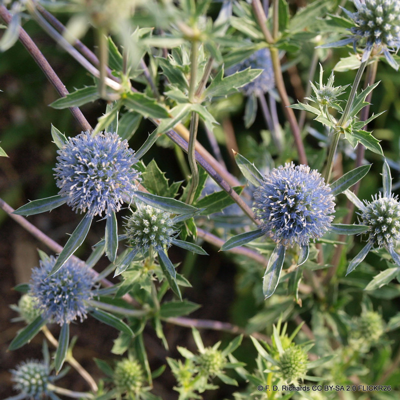 Eryngium planum 'Blue Cap' 1ltr pot